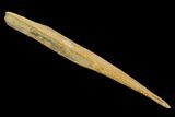 Fossil Shark (Hybodus) Dorsal Spine - Morocco #130362-2